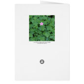 Lone Geranium Cards (Back)