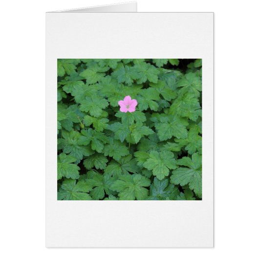 Lone Geranium Cards (Front)