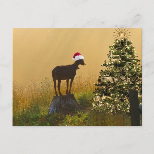 Lone Goat Marvels At Christmas Tree Holiday Postcard