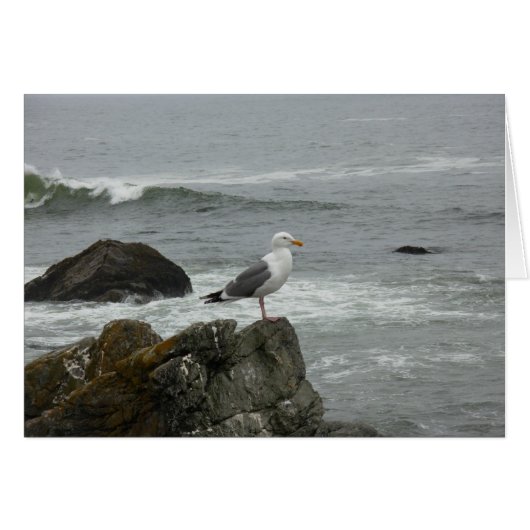 Lone gull (Front Horizontal)