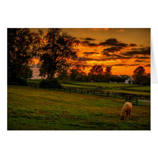 Lone horse at sunset cards (Front Horizontal)
