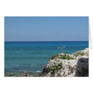 Lone Lily by the Sea Cards