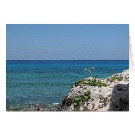 Lone Lily by the Sea Cards (Front Horizontal)