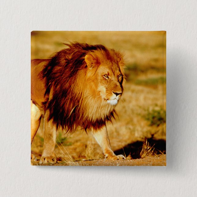 Lone Lion Button (Front)