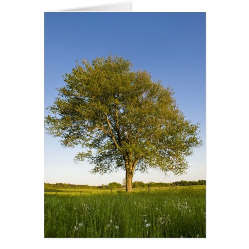 Lone maple tree in hay field at Raymond Farm