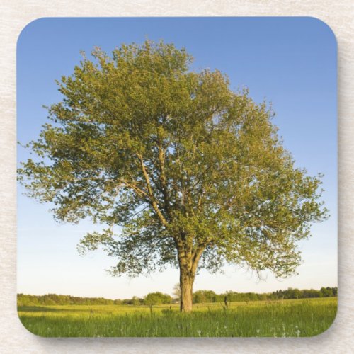 Lone maple tree in hay field at Raymond Farm Beverage Coaster