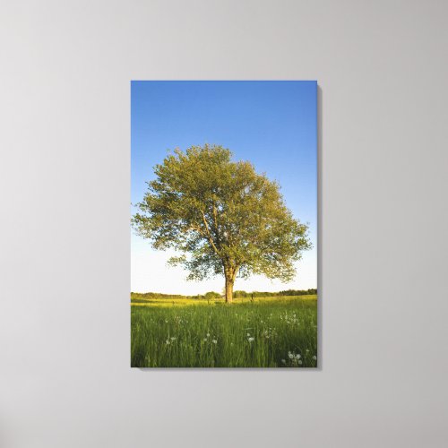 Lone maple tree in hay field at Raymond Farm Canvas Print