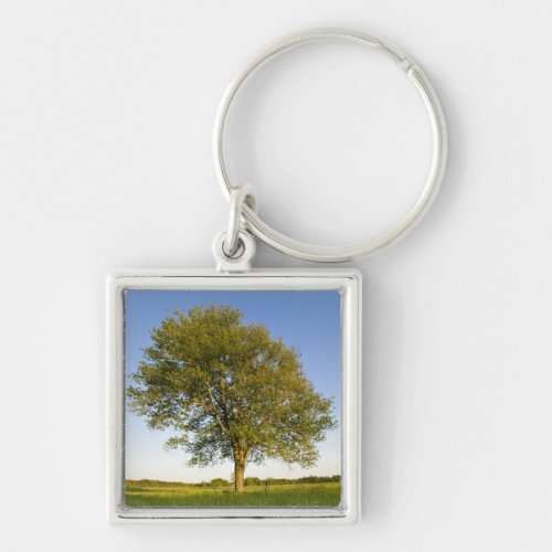 Lone maple tree in hay field at Raymond Farm Keychain