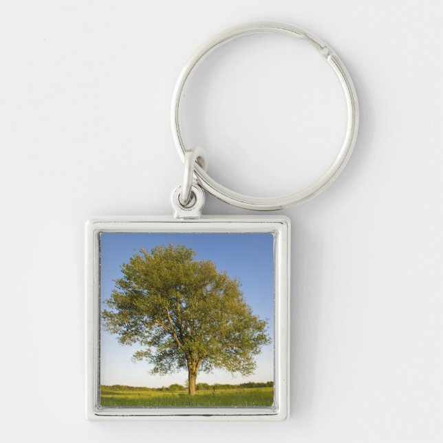 Lone maple tree in hay field at Raymond Farm, Keychain (Front)