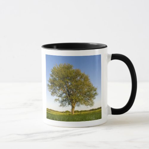 Lone maple tree in hay field at Raymond Farm Mug