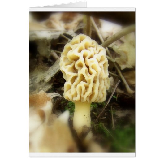 Lone Morel Cards (Front)