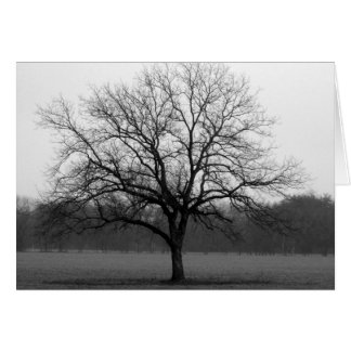 Lone Oak Cards