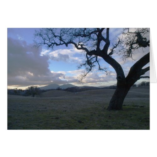 Lone Oak overlooking Mt Diablo in Winter