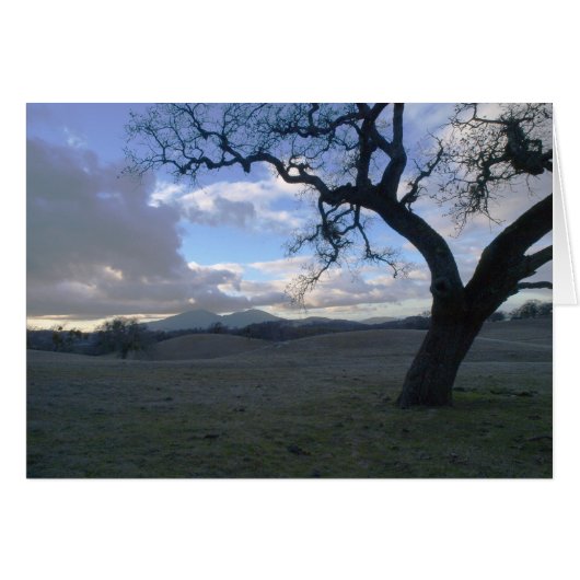 Lone Oak overlooking Mt. Diablo in Winter Cards (Front Horizontal)