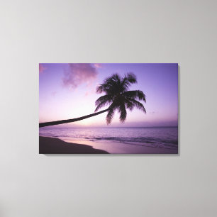 Lone palm tree at sunset, Coconut Grove beach 2 Canvas Print