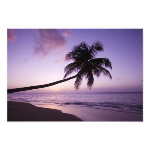 Lone palm tree at sunset Coconut Grove beach 2 Photo Print