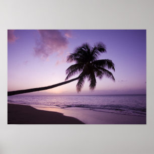 Lone palm tree at sunset, Coconut Grove beach 2 Poster