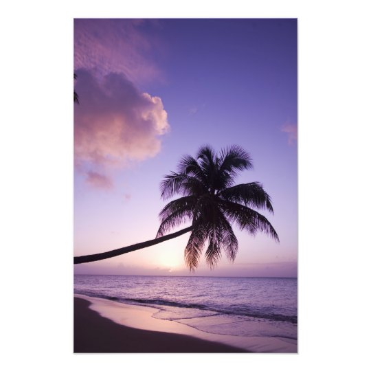 Lone palm tree at sunset, Coconut Grove beach Photo Print