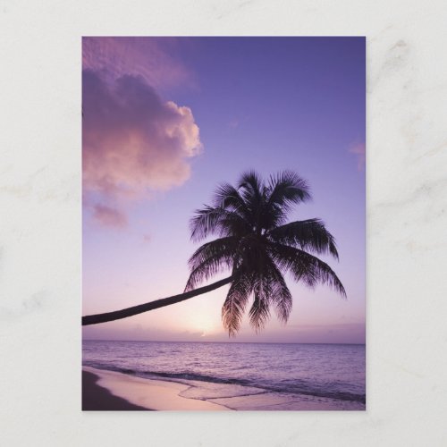 Lone palm tree at sunset Coconut Grove beach Postcard