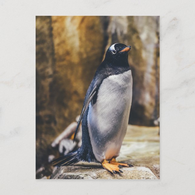 lone penguin postcard (Front)