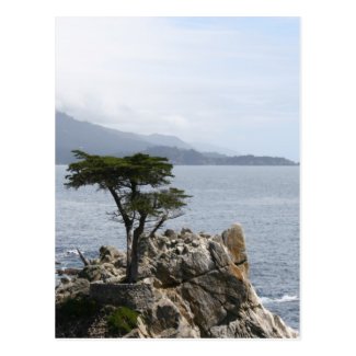 Lone Pine Tree Postcard