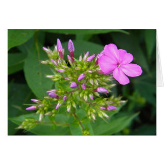 Lone Purple Phlox Bloom Cards