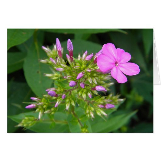 Lone Purple Phlox Bloom Cards (Front Horizontal)