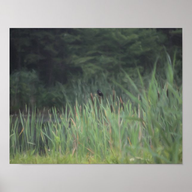 Lone Red Winged Blackbird Nature Painting  Poster (Front)