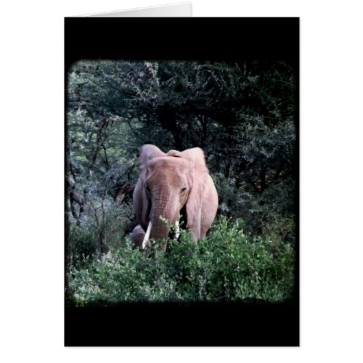 Lone Samburu Elephant Cards (Front)