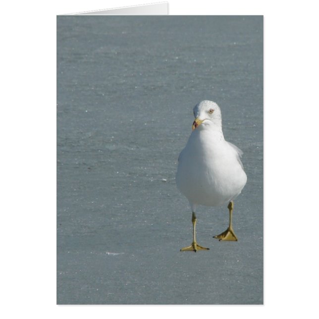 Lone Seagull on Mississippi River Ice Cards (Front)