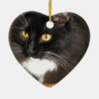 Lone Star Cat Perching on a Table, photograph Ceramic Ornament