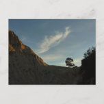 Lone Torrey Pine California Sunset Landscape Postcard