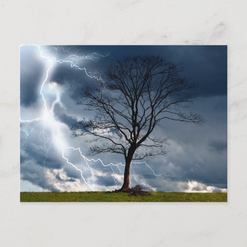 Lone tree and lightning postcard