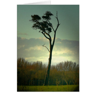 Lone Tree Cards