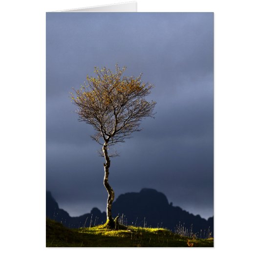 Lone Tree Caught in Sun Cards (Front)