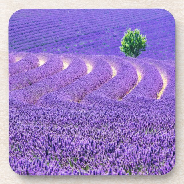Lone tree in Lavender Field, France Drink Coaster (Front)