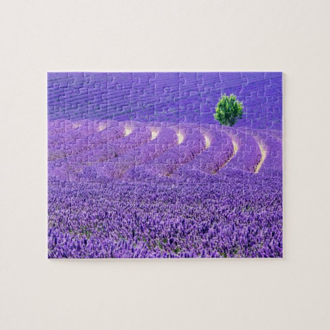 Lone tree in Lavender Field, France Jigsaw Puzzle (Horizontal)