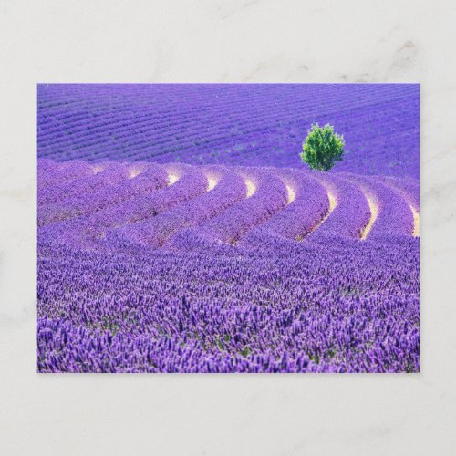 Lone tree in Lavender Field France Postcard