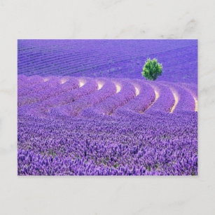 Lone tree in Lavender Field, France Postcard