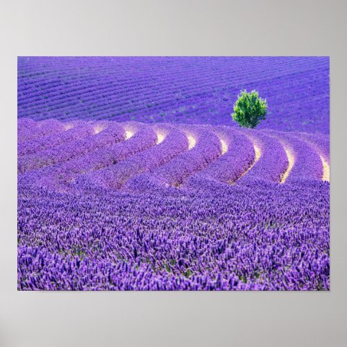 Lone tree in Lavender Field France Poster