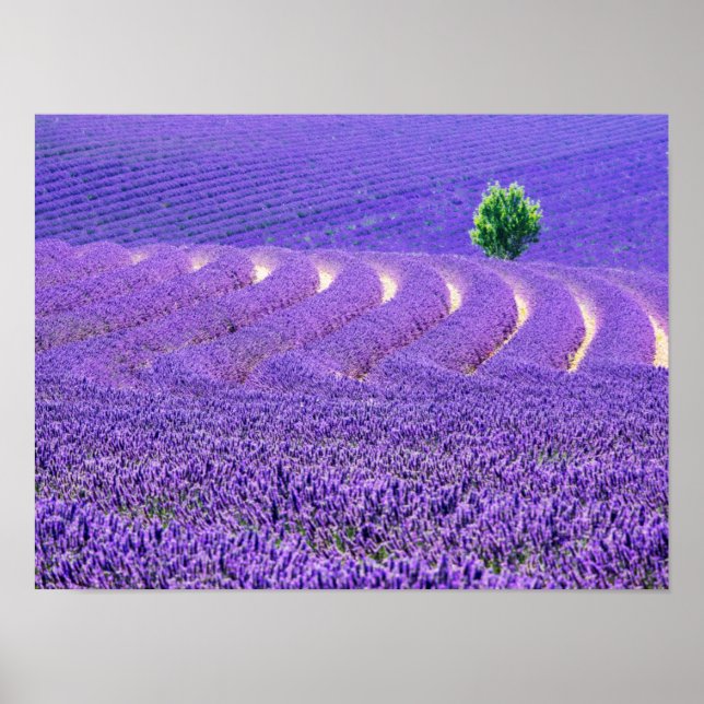 Lone tree in Lavender Field, France Poster (Front)