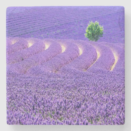 Lone tree in Lavender Field France Stone Coaster