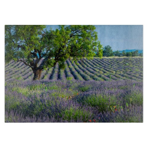 Lone tree in purple field of lavender cutting board