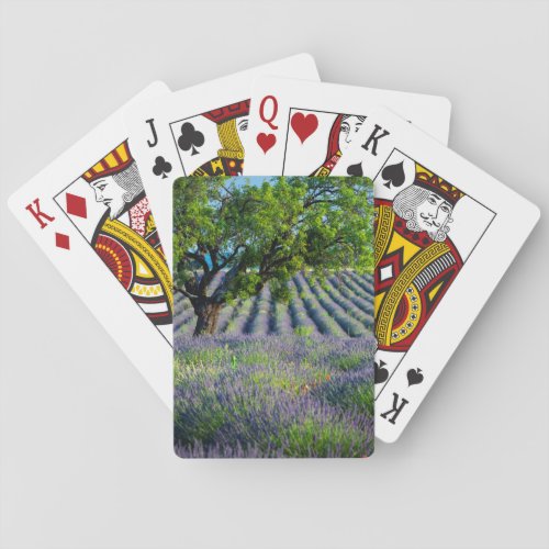 Lone tree in purple field of lavender playing cards