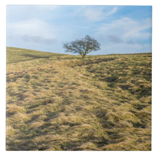 Lone tree in the countryside view ceramic tile
