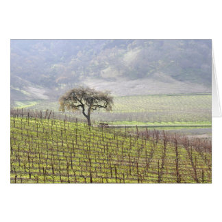 lone tree in vineyard cards