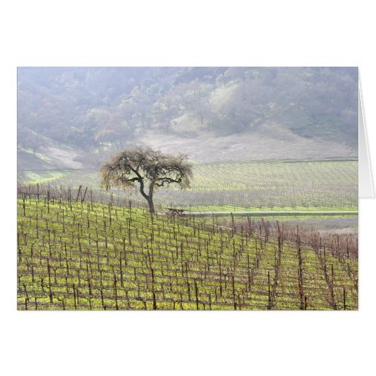 lone tree in vineyard cards (Front Horizontal)