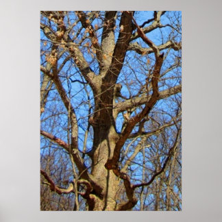 Lone Tree in Winter Poster