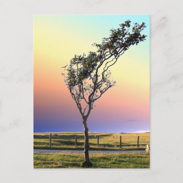 LONE TREE POSTCARD (Front)