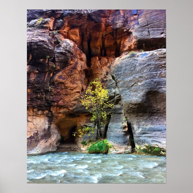 Lone Tree Zion National Park Virgin River Photo Poster (Front)